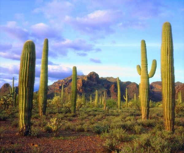 Arizona, Organ Pipe Cactus NM Desert in spring